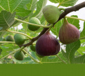 انجیر: درخت و میوه یاد شده در قرآن کریم