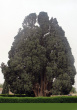 سرو: نماد درخت ملی ایران، منقوش بر حجاری‌های تخت جمشید و طرح سنتی بته جقه